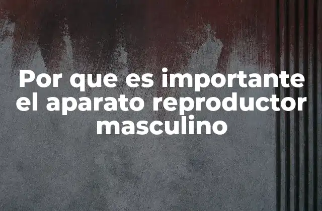 Por que es Importante el Aparato Reproductor Masculino