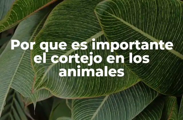 Por que es Importante el Cortejo en los Animales