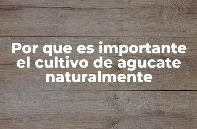 El impacto ambiental del cultivo natural de aguacate