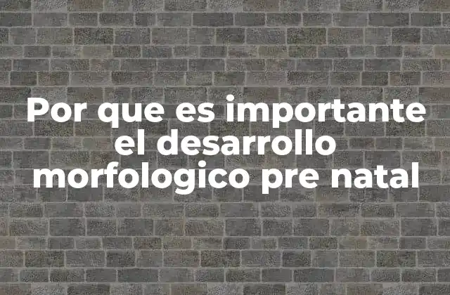 Por que es Importante el Desarrollo Morfologico Pre Natal