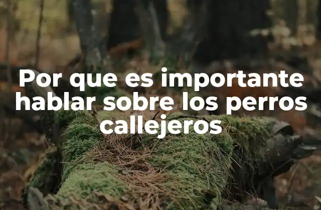 Por que es Importante Hablar sobre los Perros Callejeros