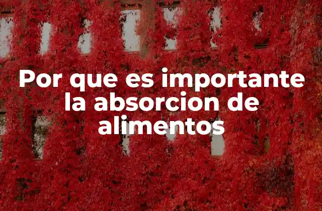 Por que es Importante la Absorcion de Alimentos