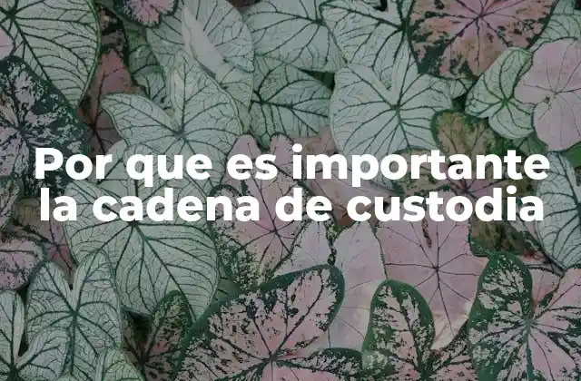 Por que es Importante la Cadena de Custodia