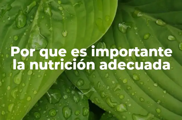 Por que es Importante la Nutrición Adecuada 2 Cómo la alimentación impacta en cada aspecto de nuestra vida