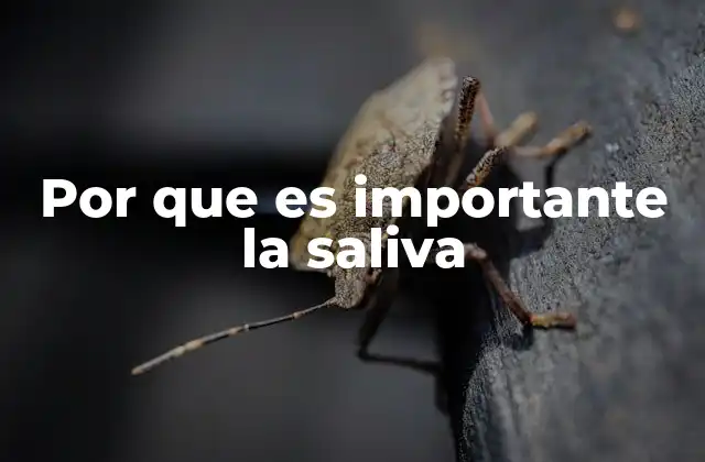Por que es Importante la Saliva