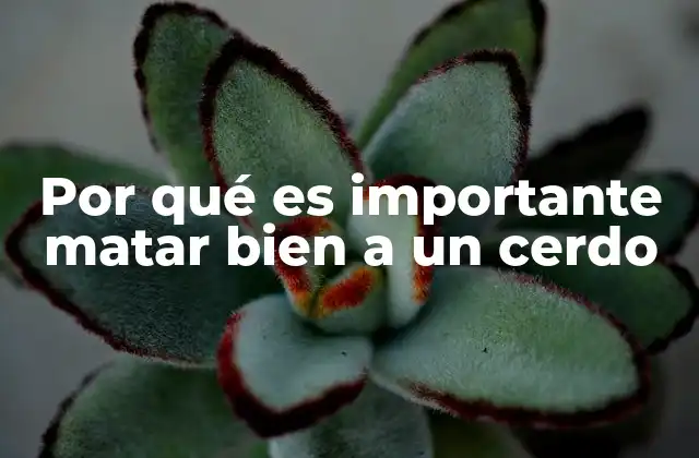 Por Qué es Importante Matar Bien a un Cerdo 2 La importancia de un sacrificio humano en la producción de carne
