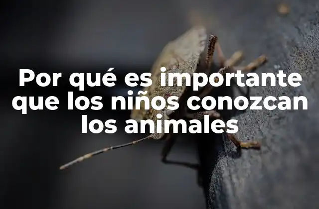 Por Qué es Importante que los Niños Conozcan los Animales