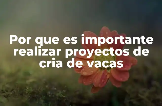 Por que es Importante Realizar Proyectos de Cria de Vacas