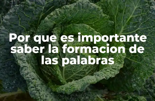 Por que es Importante Saber la Formacion de las Palabras