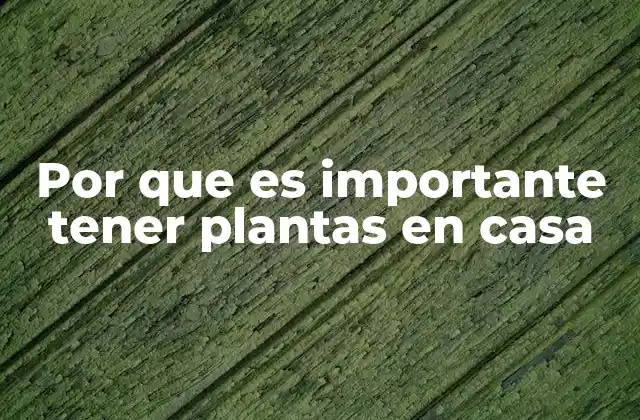 Por que es Importante Tener Plantas en Casa