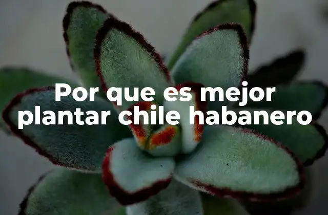 Por que es Mejor Plantar Chile Habanero