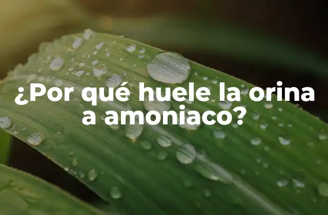 ¿por Qué Huele la Orina a Amoniaco?