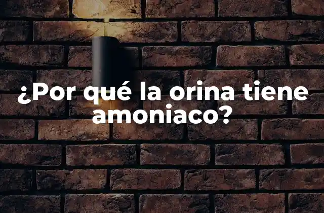 ¿por Qué la Orina Tiene Amoniaco?