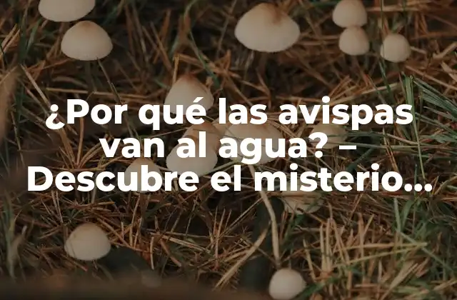 ¿por Qué las Avispas Van Al Agua? – Descubre el Misterio Detrás de Este Comportamiento Intrigante