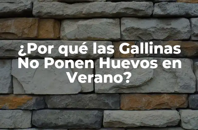 ¿por Qué las Gallinas No Ponen Huevos en Verano?