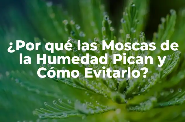 ¿por Qué las Moscas de la Humedad Pican y Cómo Evitarlo?