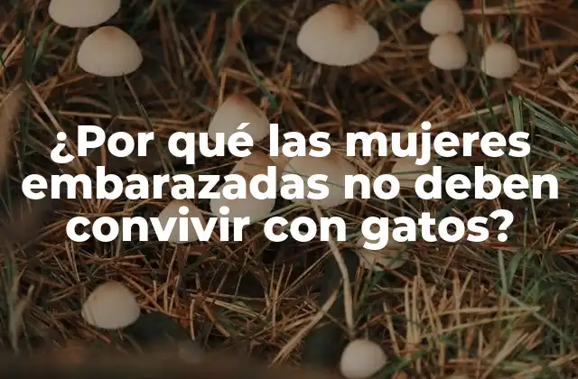 ¿por Qué las Mujeres Embarazadas No Deben Convivir con Gatos?