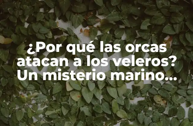 ¿por Qué las Orcas Atacan a los Veleros? un Misterio Marino Resuelto