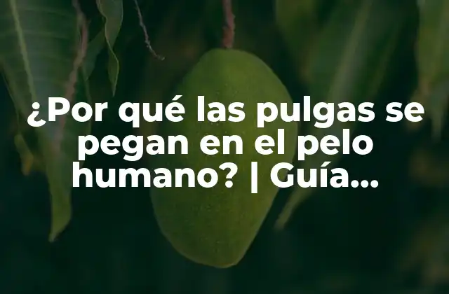 ¿por Qué las Pulgas Se Pegan en el Pelo Humano? | Guía Definitiva