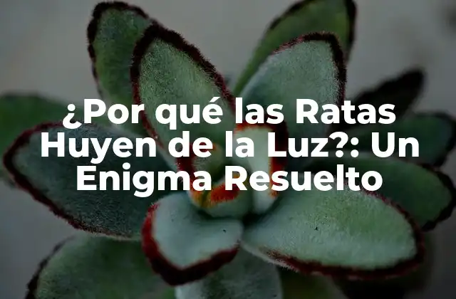¿por Qué las Ratas Huyen de la Luz?: un Enigma Resuelto