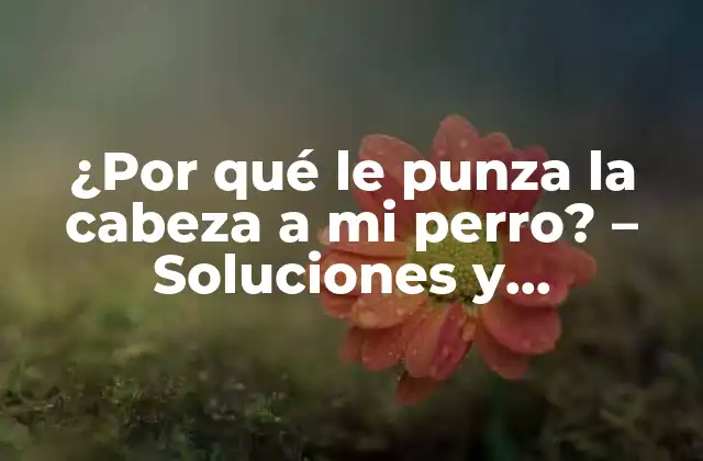 ¿por Qué Le Punza la Cabeza a Mi Perro? – Soluciones y Explicaciones