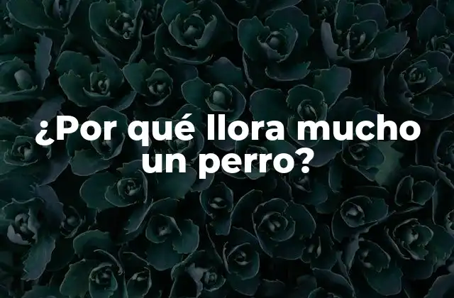 ¿por Qué Llora Mucho un Perro?