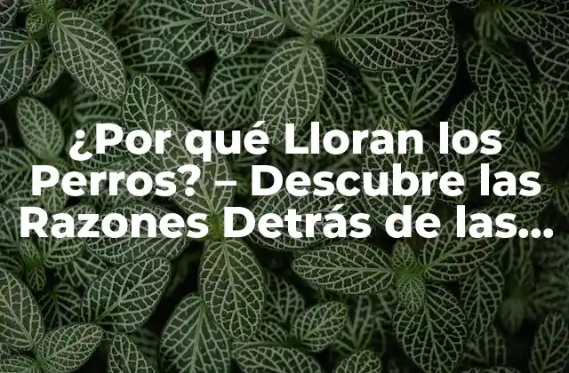 ¿por Qué Lloran los Perros? – Descubre las Razones Detrás de las Lágrimas de Tu Mejor Amigo