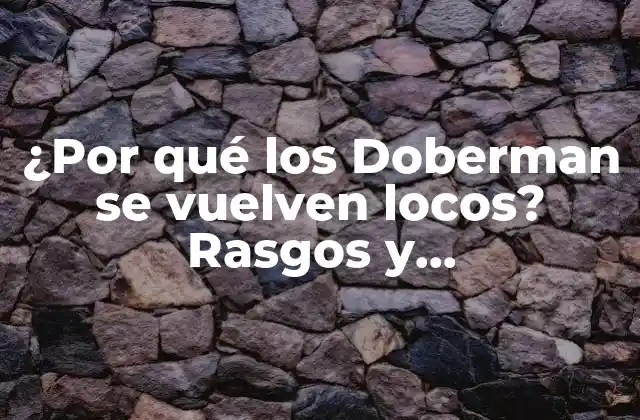 ¿por Qué los Doberman Se Vuelven Locos? Rasgos y Comportamientos Agresivos
