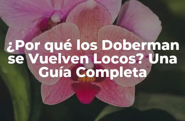 ¿por Qué los Doberman Se Vuelven Locos? una Guía Completa