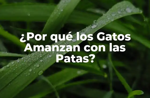 ¿por Qué los Gatos Amanzan con las Patas?