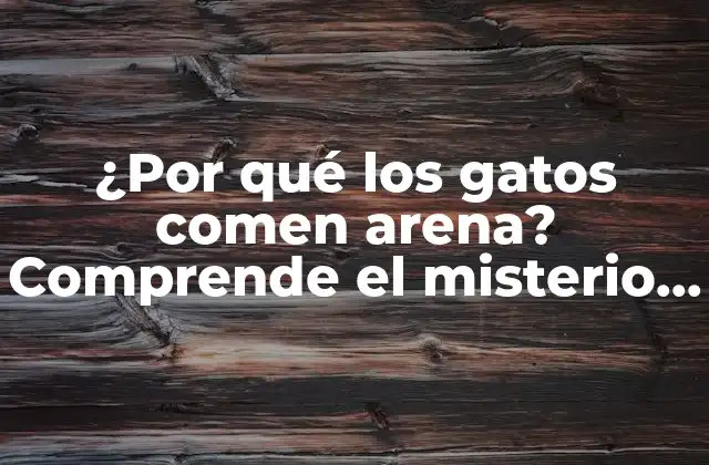 ¿por Qué los Gatos Comen Arena? Comprende el Misterio Detrás de Este Hábito