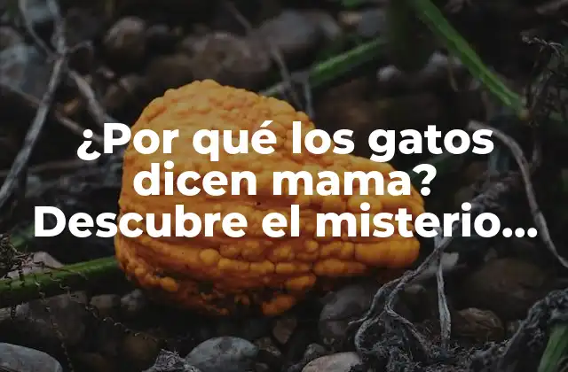 ¿por Qué los Gatos Dicen Mama? Descubre el Misterio Detrás de Este Comportamiento
