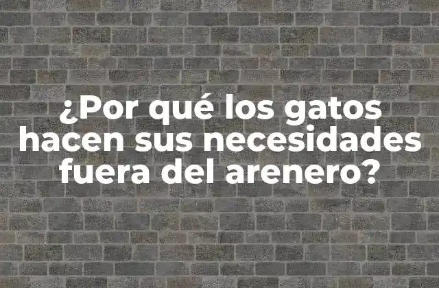 ¿por Qué los Gatos Hacen Sus Necesidades Fuera Del Arenero?