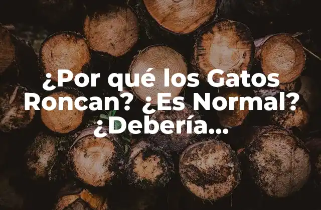 ¿por Qué los Gatos Roncan? ¿es Normal? ¿debería Preocuparme?