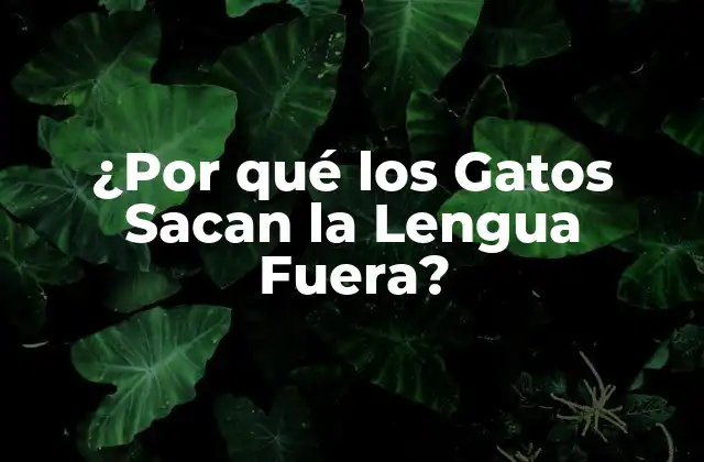 ¿por Qué los Gatos Sacan la Lengua Fuera? 2 La Fisiología detrás de la Lengua Fuera
