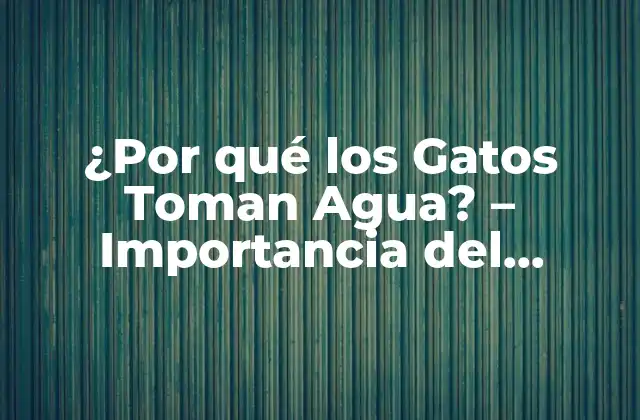 ¿por Qué los Gatos Toman Agua? – Importancia Del Hidratación en los Gatos