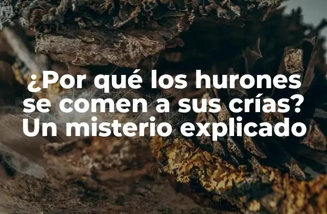 ¿por Qué los Hurones Se Comen a Sus Crías? un Misterio Explicado