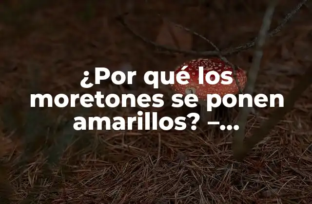 ¿por Qué los Moretones Se Ponen Amarillos? – Entendiendo el Proceso de Curación