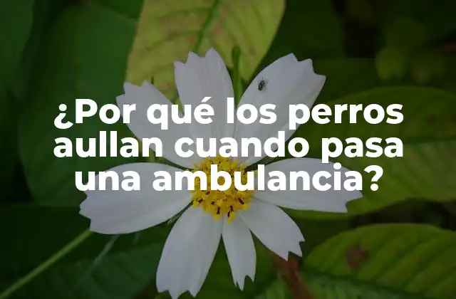 ¿por Qué los Perros Aullan Cuando Pasa una Ambulancia?