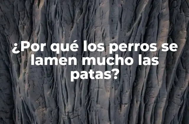 LaCppType de los perros y su relación con la limpieza