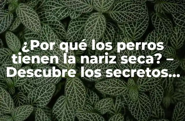 ¿por Qué los Perros Tienen la Nariz Seca? – Descubre los Secretos de la Nariz Canina