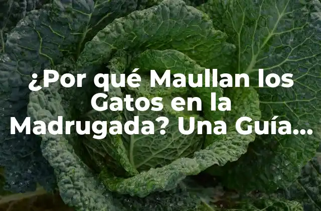 ¿por Qué Maullan los Gatos en la Madrugada? una Guía Completa