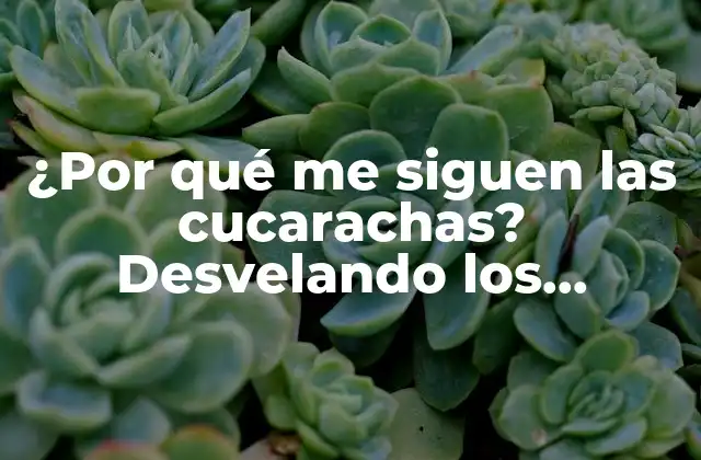 ¿por Qué Me Siguen las Cucarachas? Desvelando los Motivos Detrás de Este Fenómeno