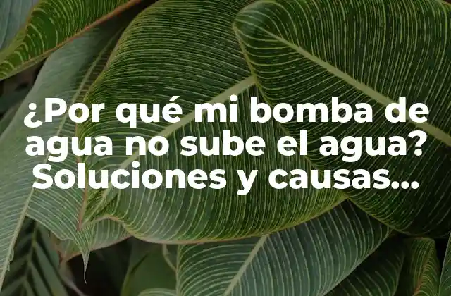 ¿por Qué Mi Bomba de Agua No Sube el Agua? Soluciones y Causas Comunes