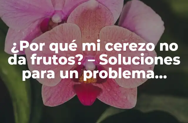 ¿por Qué Mi Cerezo No Da Frutos? – Soluciones para un Problema Común