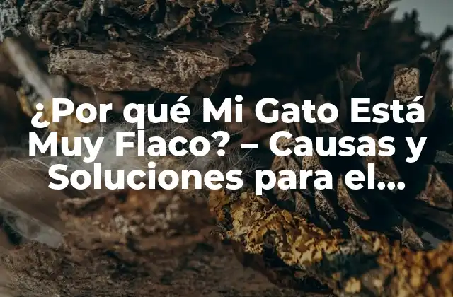 ¿por Qué Mi Gato Está Muy Flaco? – Causas y Soluciones para el Peso Insuficiente en Gatos