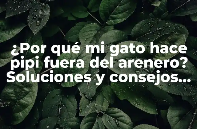 ¿por Qué Mi Gato Hace Pipi Fuera Del Arenero? Soluciones y Consejos para Resolver Este Problema Común