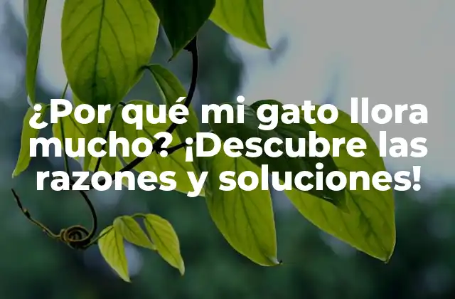 ¿por Qué Mi Gato Llora Mucho? ¡descubre las Razones y Soluciones!