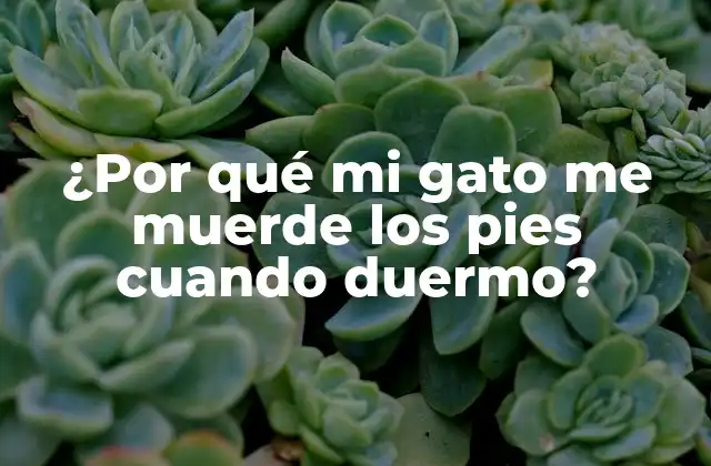 ¿por Qué Mi Gato Me Muerde los Pies Cuando Duermo?