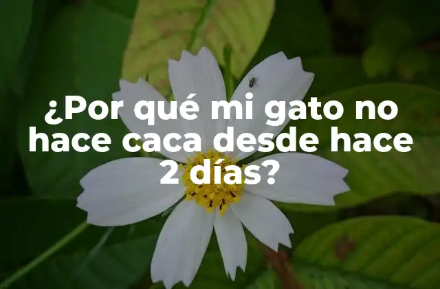 ¿por Qué Mi Gato No Hace Caca desde Hace 2 Días?